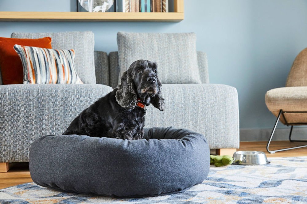 Dog on dog bed in Residence Inn, Slough
